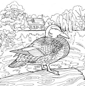 Bourne Narratives - Colour in image of a duck